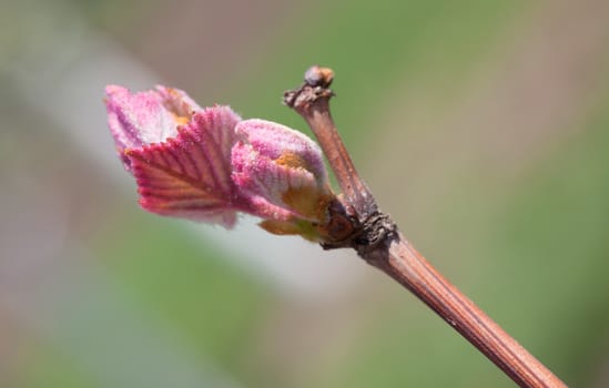 Grape bud