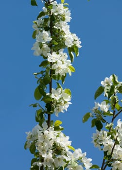 Apple blossom and bee.