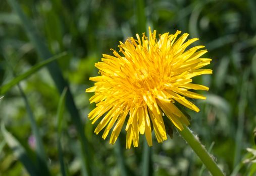 Dandelion flower in the grass.