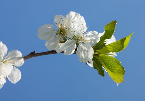 Cherry blossom over blue sky