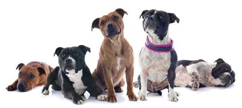 portrait of five staffordshire bull terrier in front of white background