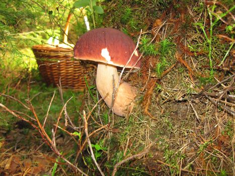 Mushroom boletus on the moss with wicker basket