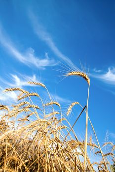 Golden wheat ears with blue sky over them. south Ukraine