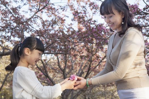 Smiling mother giving her daughter a cherry blossom outside in the park in the springtime, Beijing