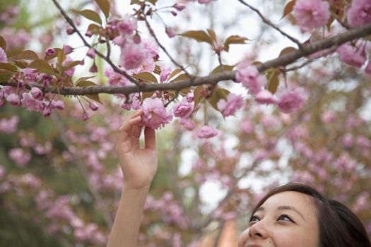 Close-Up of young woman reaching for a pink blossom on a tree branch, outdoors in the park in springtime