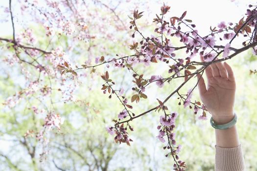 Close up of woman's hand touching a branch with pink cherry blossoms in a park in the springtime