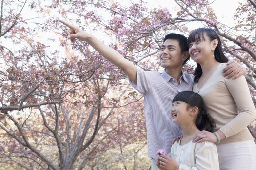 Smiling family looking up and admiring the cherry blossoms in the park in springtime, Beijing
