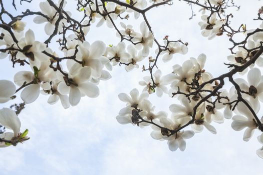 Close-up of white Magnolia tree blossoms. 