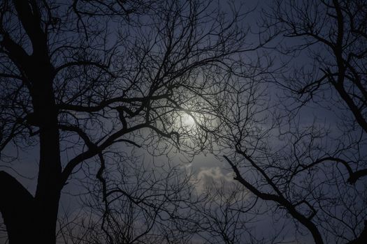 Silhouette of trees in the moonlight. 