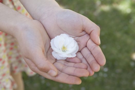 Close-up of little girls hands cupped together and holding a cherry blossom 