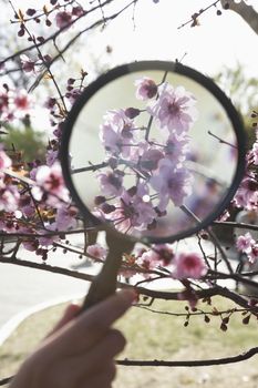 Close up of young boys hand holding a magnifying glass over a cherry blossom in the park in springtime