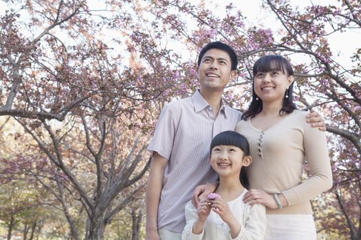 Smiling family looking up and admiring the cherry blossoms in the park in springtime, Beijing