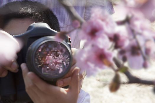 Father helping his son take photographs of the cherry blossoms on the branch, springtime, Beijing