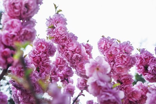 Close-up of pink cherry blossoms.
