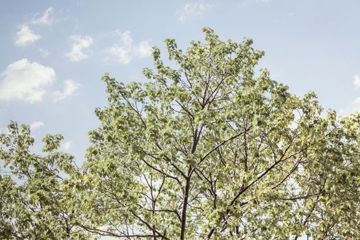 Tree tops against blue sky.