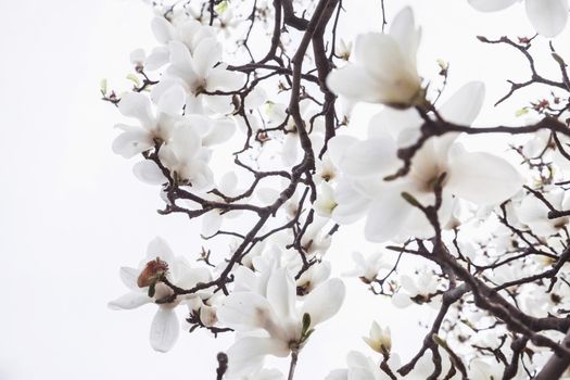 Close-up of white Magnolia tree blossoms. 