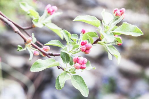 Close-up of pink cherry blossom buds.