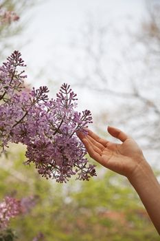 Close up of hand touching flower blossom, outside in the park in springtime