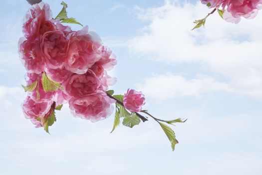 Close-up of pink cherry blossoms.