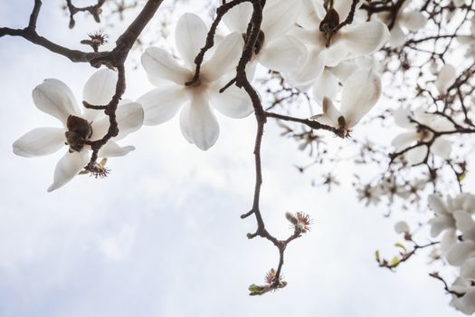 Close-up of white Magnolia tree blossoms. 