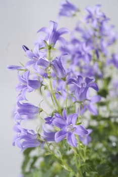 Campanula bell flowers on the grey background