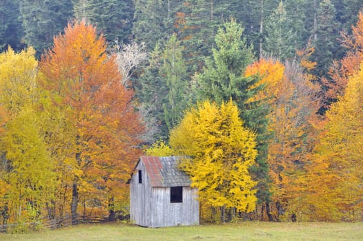 colors of autumn birch forest, closeup