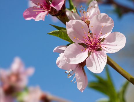 Peach blossom in the sunny day.