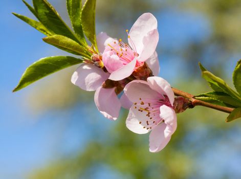 Peach blossom in the sunny day.