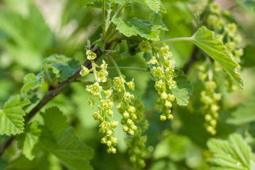 The flowers of the red currants