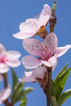 Peach blossom in the sunny day.