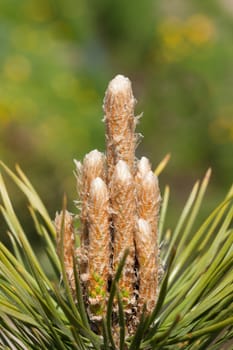 Pine tree. Fresh branch.