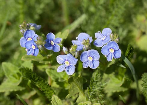 Small blue flowers in the grass