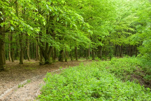 Road in the spring forest