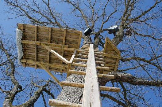 wooden ladder nailed on old tree trunk and playground site on top.