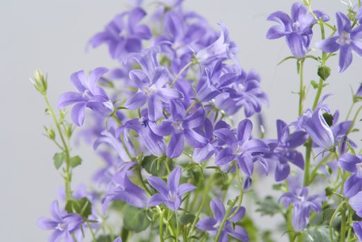 Campanula bell flowers on the grey background