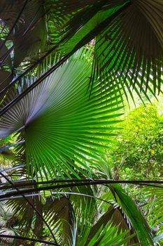 Background of palm leaves in the jungle on the island of Phuket in Thailand