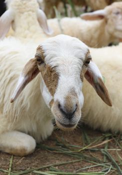 Life of animal farm , "Pattaya sheep farm" Thailand