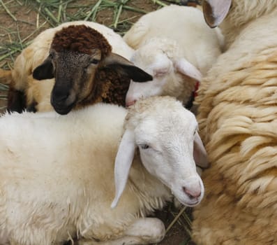 Life of animal farm , "Pattaya sheep farm" Thailand