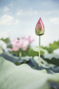 Pink lotus flower on a lake in China