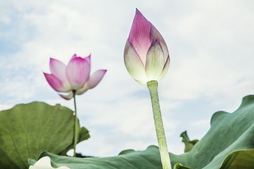 Close-up of pink lotus flower, China 