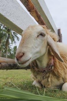 Life of animal farm , "Pattaya sheep farm" Thailand