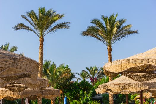 Palm trees on the beach in Egypt on the Red Sea