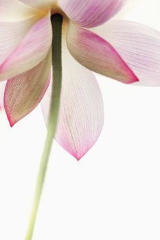 Close-up of pink lotus flower, China 