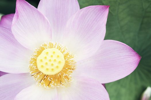 Close-up of pink lotus flower, China 