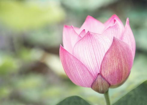 Close-up of pink lotus flower on a lake, China 