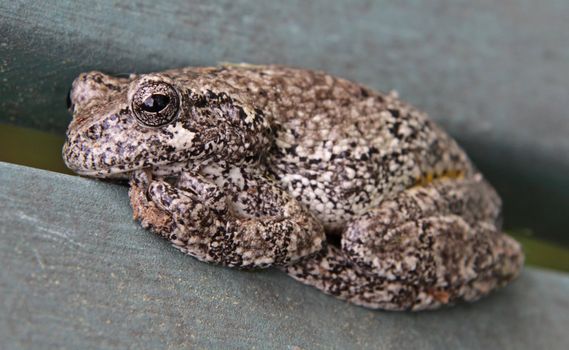 A Gray Tree Frog (Hyla versicolor) sitting on lawn furniture.  Shot in Kitchener, Ontario, Canada.
