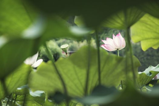 Pink lotus flower on a lake in China