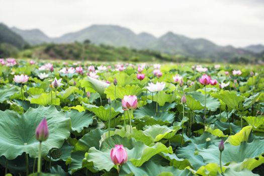 Close-up of pink lotus flowers on a lake in China, mountains in background