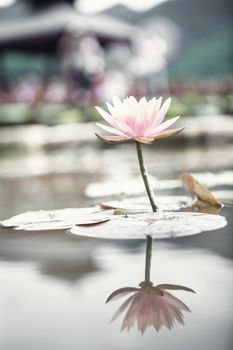 Close-up of pink lotus flower on a lake in China, reflection in the water 