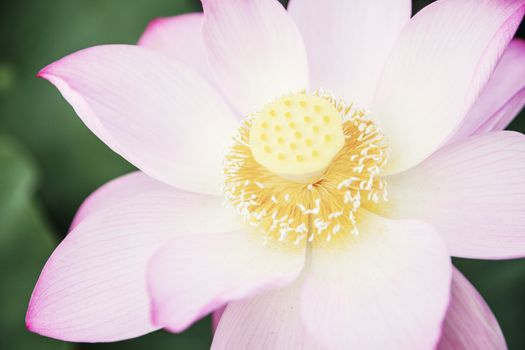 Close-up of pink lotus flower on a lake in China 